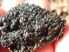 Montanelia tominii