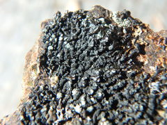 Montanelia disjuncta