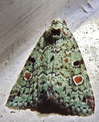 Maliattha concinnimacula