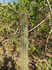 Pilosocereus gaumeri, photograph (c) Oscar Orlando Vazquez Piña, some rights reserved (CC BY)