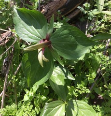 Trillium viridescens