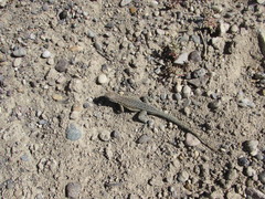 Uta stansburiana stansburiana