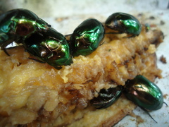 Lagochile emarginata