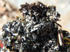 Phaeophyscia hispidula