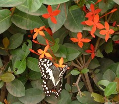 Papilio demodocus demodocus
