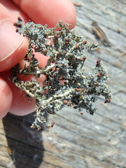 Stereocaulon paschale