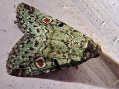 Maliattha concinnimacula