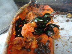 Lagochile emarginata