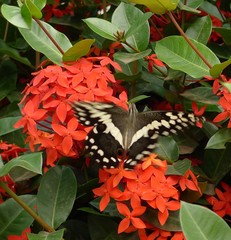 Papilio demodocus demodocus