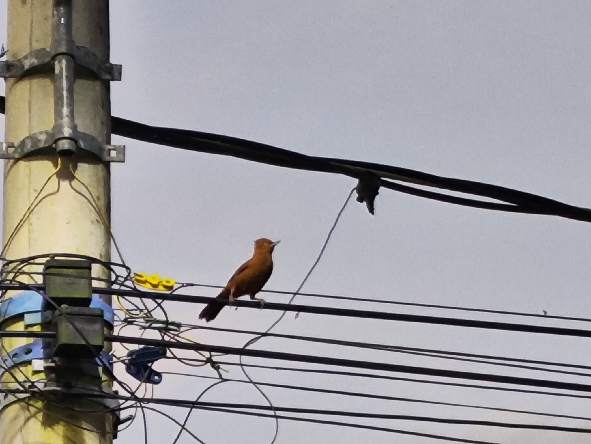Grey-crested Cacholote (Pseudoseisura unirufa), photo 5