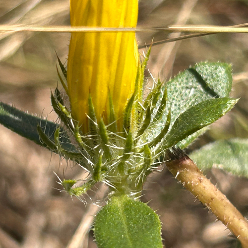 Geigeria burkei, photograph 2