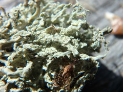 Ramalina labiosorediata