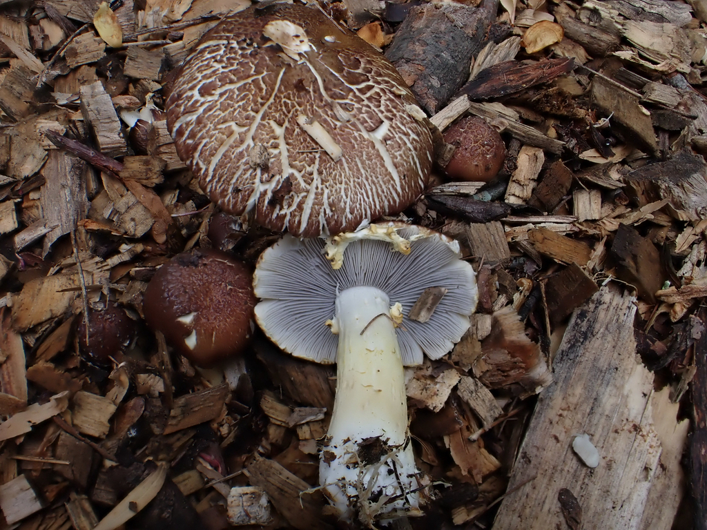 Stropharia rugosoannulata · April 2026 · photo: © mushycarrots (iNaturalist, cc-by)