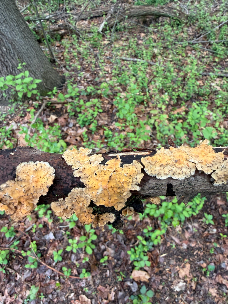 Stereum complicatum · April 2026 · photo: © mushycarrots (iNaturalist, cc-by)