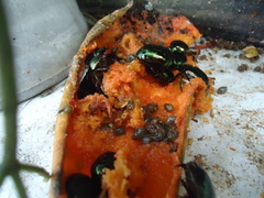 Lagochile emarginata