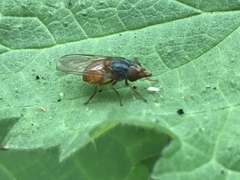 Rhingia rostrata