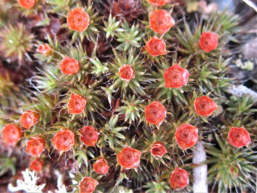 bristly haircap moss