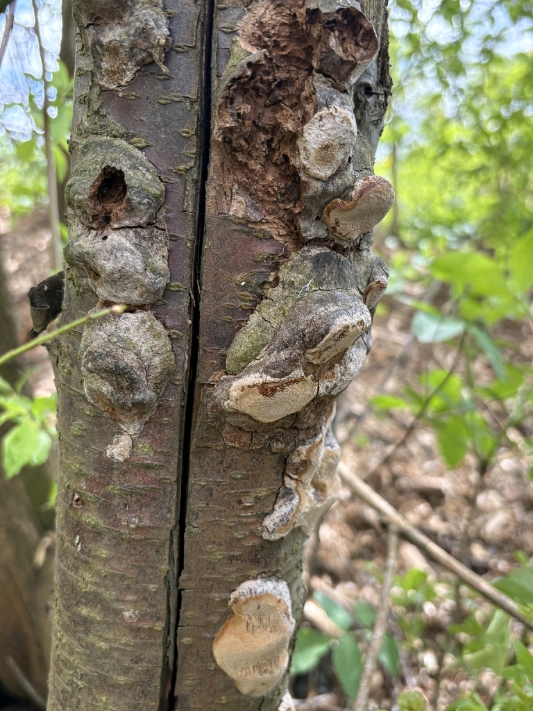 Phellinus pomaceus · April 2026 · photo: © michal_warzocha (iNaturalist, cc-by)