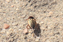 Agabus disintegratus