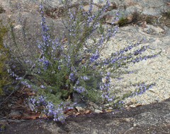 Prostanthera teretifolia