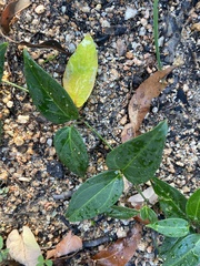 Vincetoxicum barbatum