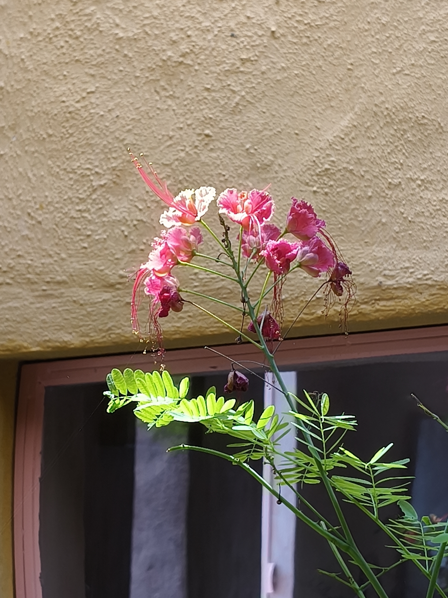 Caesalpinia pulcherrima — ảnh 3