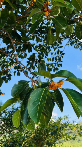 Ficus altissima