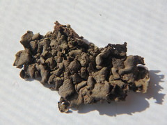 Dermatocarpon intestiniforme