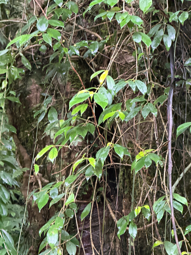 Aeschynanthus acuminatus, photograph 5