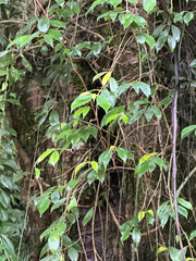 Aeschynanthus acuminatus, photograph (c) Kiwi Shen, some rights reserved (CC BY)