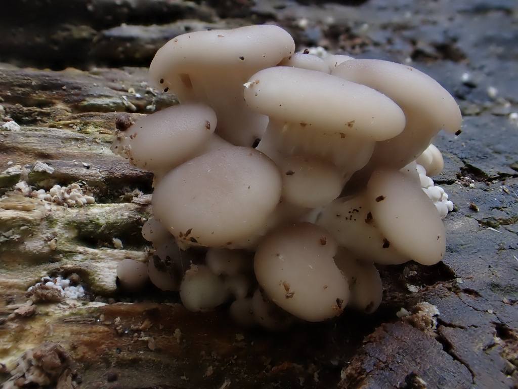 Pleurotus ostreatus · April 2026 · photo: © mushycarrots (iNaturalist, cc-by)