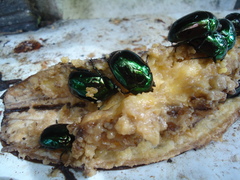 Lagochile emarginata