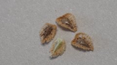 Cryptantha cycloptera