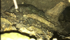 Hoplodactylus duvaucelii