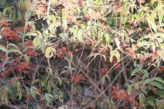 Woodfordia fruticosa, photograph (c) Gannu03, some rights reserved (CC BY-SA)