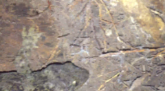 Hoplodactylus duvaucelii