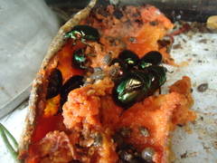 Lagochile emarginata