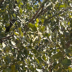 Combretum imberbe, photograph author not stated, no rights reserved