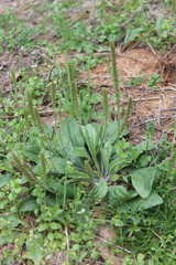 Plantago virginica