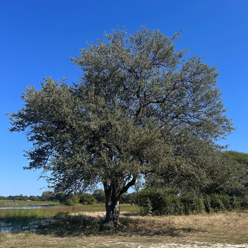 Combretum imberbe, photograph 5