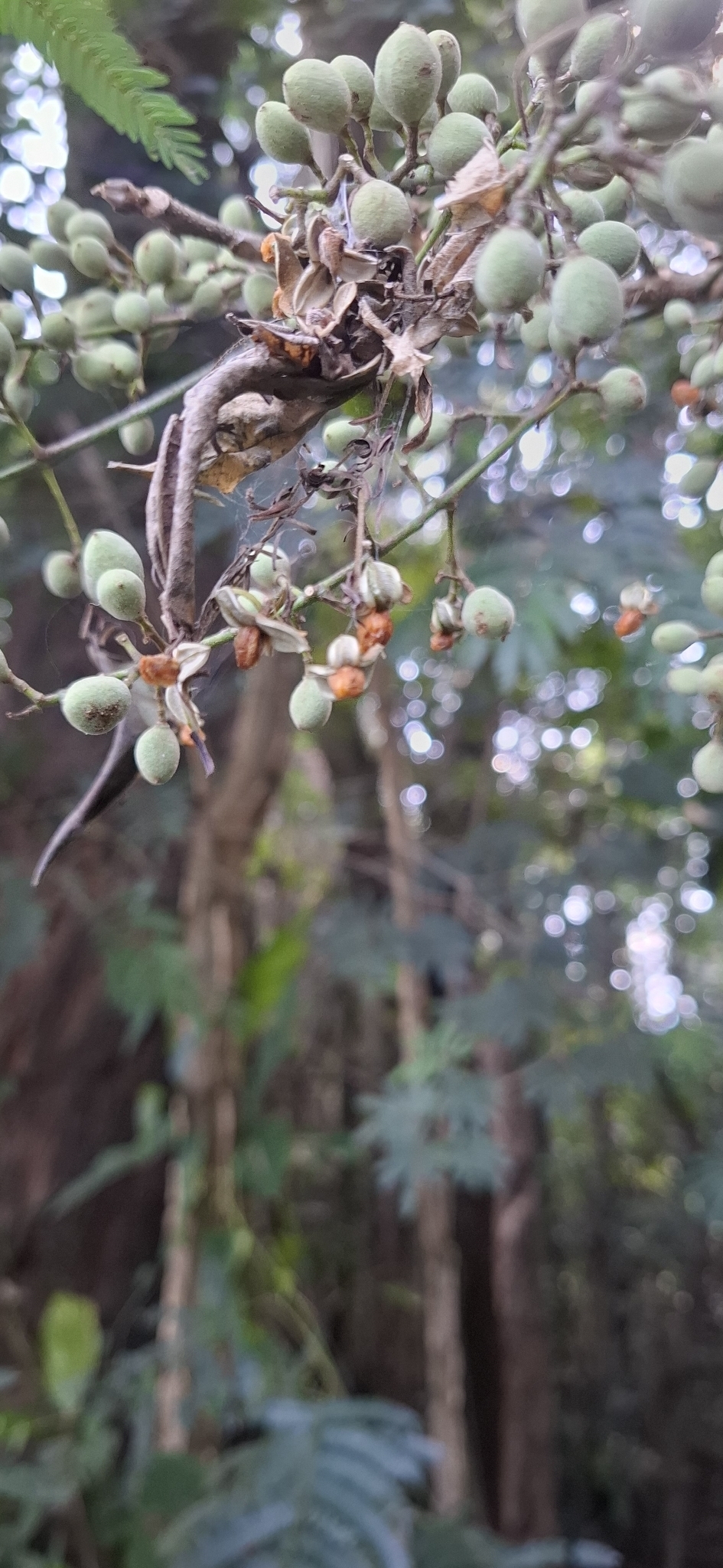 Imagem de Trichilia hirta