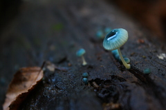 Mycena cyanocephala