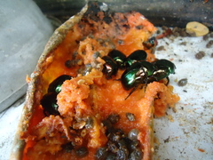 Lagochile emarginata