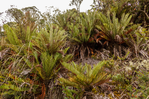 Lomariocycas aurata (Lomariocycas aurata)