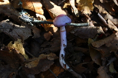 Cortinarius magellanicus
