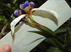 Trimezia gracilis