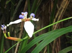 Trimezia gracilis