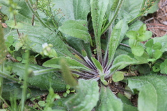 Plantago virginica