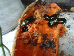 Lagochile emarginata