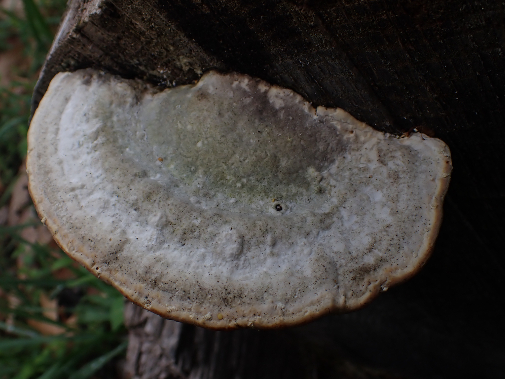 Trametes gibbosa · April 2026 · photo: © mushycarrots (iNaturalist, cc-by)